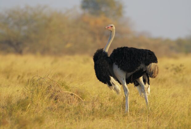An ostrich stands tall in a yellow dry grass field, HD Desktop Wallpaper