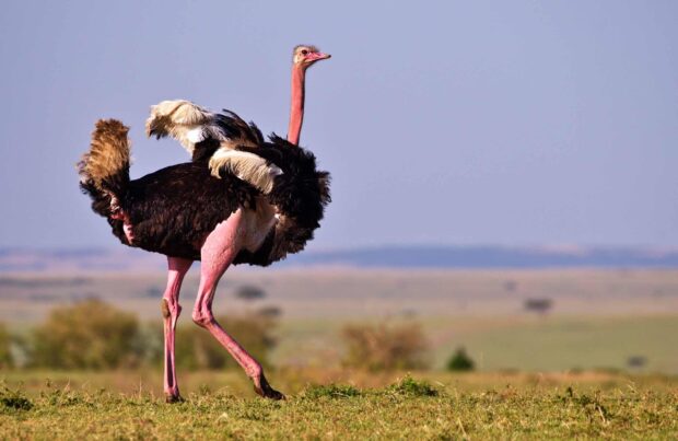 A majestic ostrich with pink legs is standing on the grass in a wide open field, 2K Desktop Wallpaper