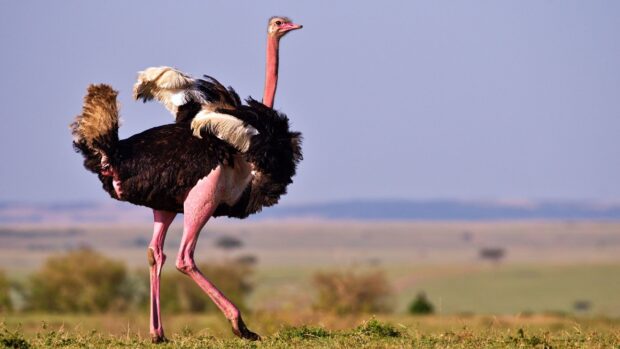 Ostrich wallpapers, 2K Desktop Wallpaper