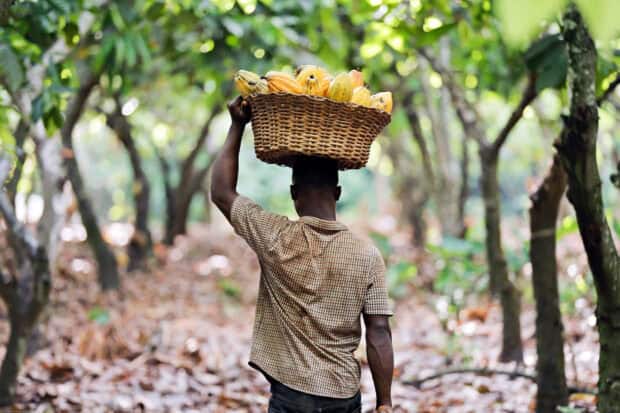 A man is carrying a basket full of cocoa pods on his head in a lush cocoa plantation, HD Desktop Wallpaper