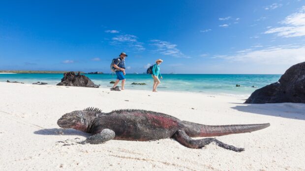 A marine iguana rests on the sandy shore with tourists walking nearby at the Galapagos Islands, HD Desktop Wallpaper