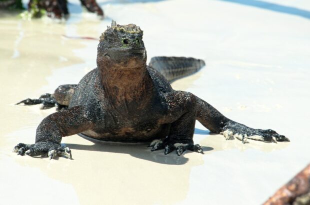 A marine iguana is resting on the light sand at Galapagos Islands, HD Desktop Wallpaper