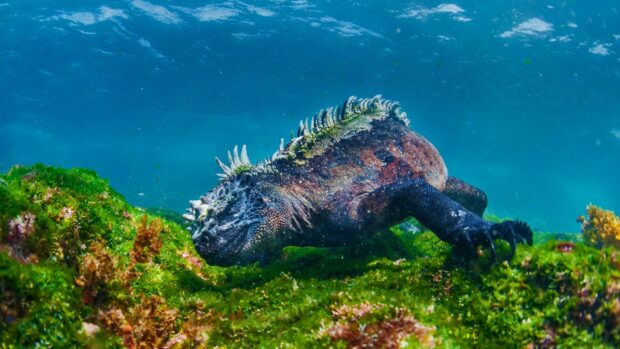 A Galapagos Islands wildlife, HD Desktop Wallpaper