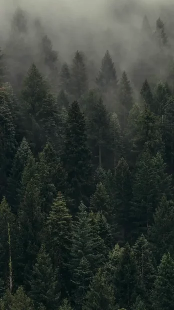 A dense pine forest covered in mist creates a serene natural scene for iPhone 17 Wallpapers, iPhone Wallpaper