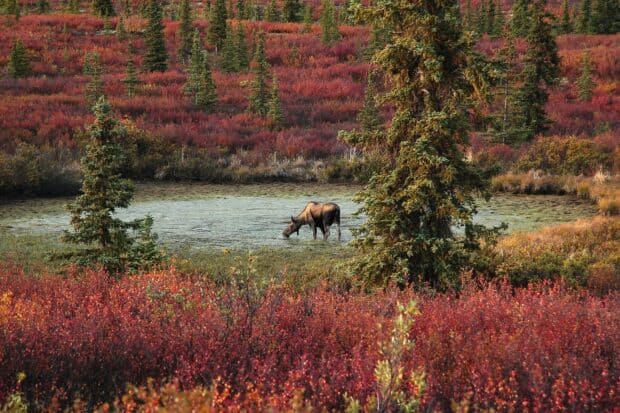 A moose is grazing in a colorful autumn landscape of Denali National Park And Preserve, HD Desktop Wallpaper