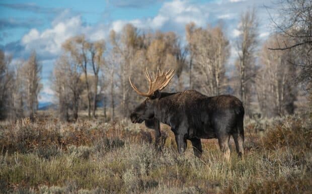 A moose stands calmly in an autumn forest with tall trees and cloudy sky, 2K Desktop Wallpaper