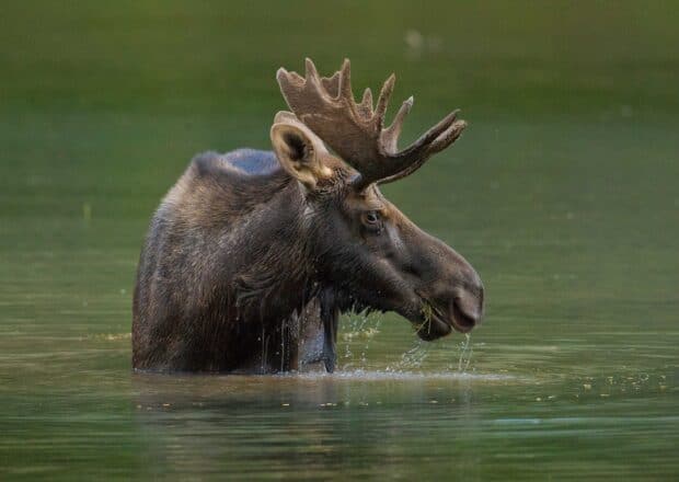 A moose stands in calm water with droplets falling from its mouth, HD Desktop Wallpaper