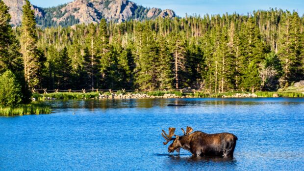 A large moose drinks water in a lake surrounded by forest and mountains in Rocky Mountain National Park, HD Desktop Wallpaper