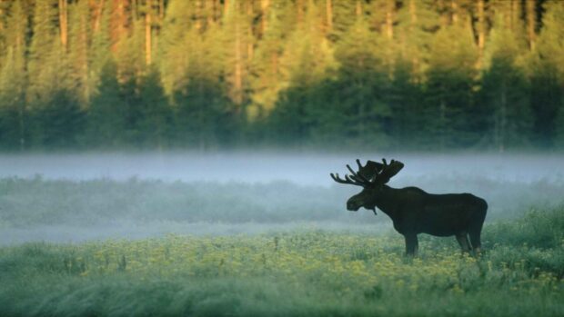 A moose stands in a misty field surrounded by trees in Yellowstone National Park, HD Desktop Wallpaper