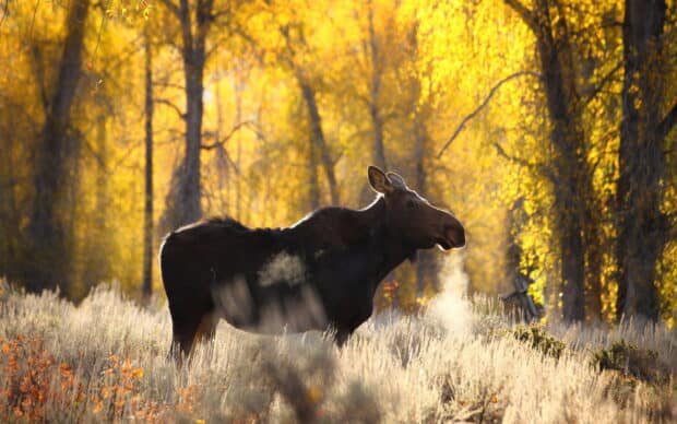 A moose standing in a forest with golden leaves during autumn, HD Desktop Wallpaper