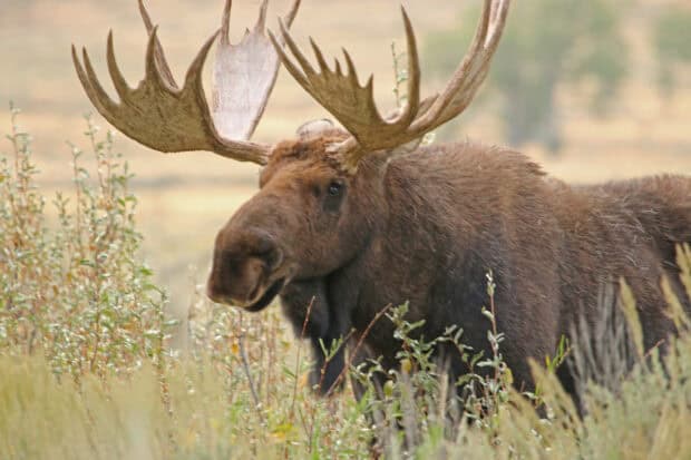 A large moose stands among green plants in a natural outdoor setting, HD Desktop Wallpaper