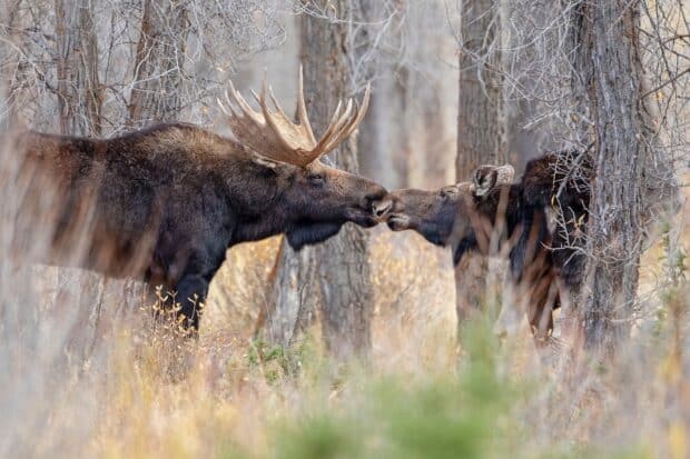 A male and female moose touching noses in a forest during autumn with dry trees and grass, HD Desktop Wallpaper