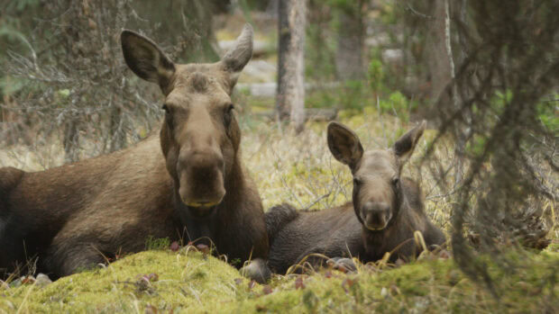 A moose and its calf resting quietly on the green forest floor in nature, 4K Desktop Wallpaper