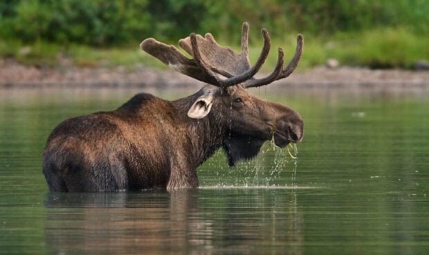 A moose is standing in the water with greenery in the background, HD Desktop Wallpaper