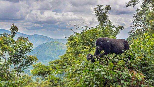 A mountain gorilla is resting among lush green trees in the Ugandan mountains, HD Desktop Wallpaper