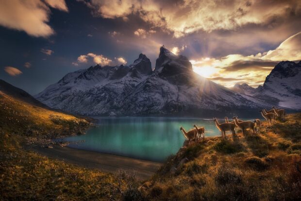 The mountain landscape with grazing guanacos glows at sunrise in Torres Del Paine National Park, HD Desktop Wallpaper