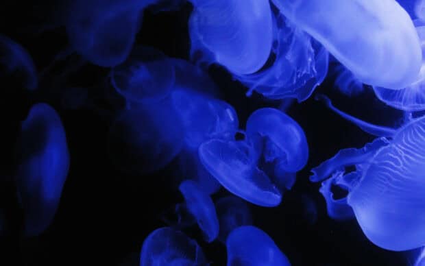 A group of glowing jellyfish swimming in dark water, HD Desktop Wallpaper