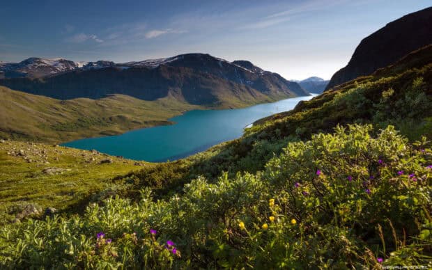 A peaceful view of Norwegian fjords with vibrant wildflowers and mountain peaks, HD Desktop Wallpaper