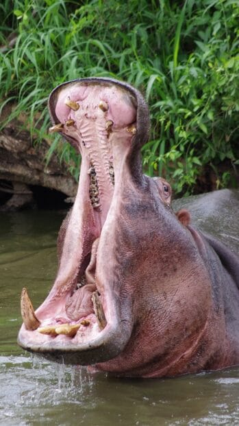 A hippopotamus with its mouth wide open is standing in the water near green plants, HD Mobile Wallpaper