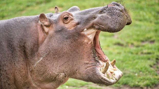 A hippopotamus shows its large open mouth in a lush green environment, 4K Desktop Wallpaper