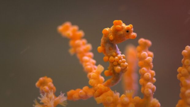 A close up of an orange seahorse camouflaged on coral in the ocean, 4K Desktop Wallpaper