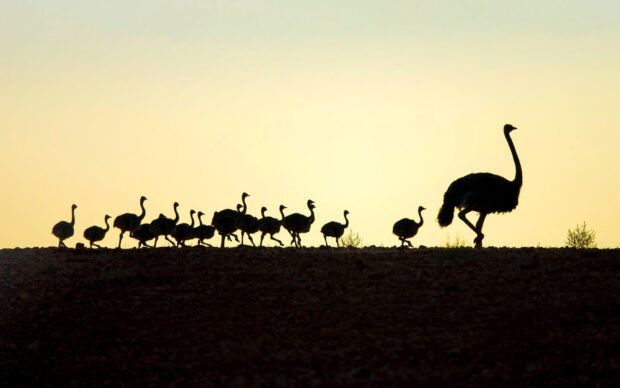 A group of ostriches walks along a ridge during sunset with a clear sky, HD Desktop Wallpaper