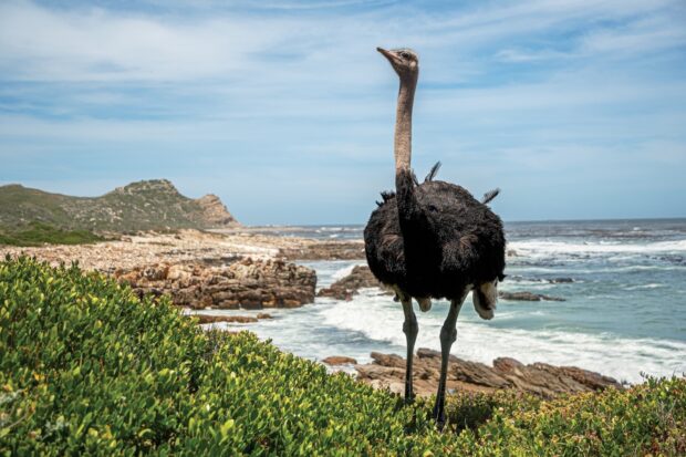 An ostrich stands tall near green bushes with ocean waves crashing behind it, 2K Desktop Wallpaper