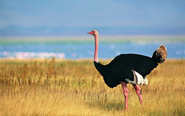An ostrich stands tall in the dry grass with a blurred natural background, HD Desktop Wallpaper