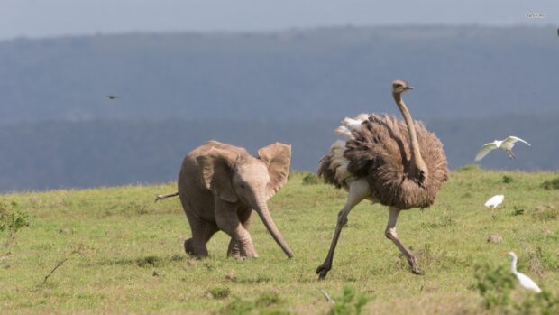 A large ostrich is running on a grassy field near a baby elephant, HD Desktop Wallpaper