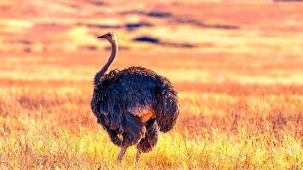 An ostrich stands tall in a sunlit golden field during sunset, HD Desktop Wallpaper