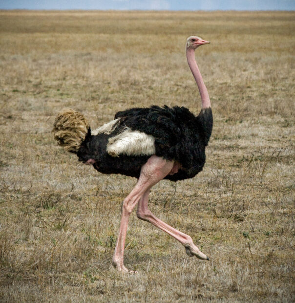 An ostrich is walking through dry grassland with its long neck and legs visible, HD Mobile Wallpaper