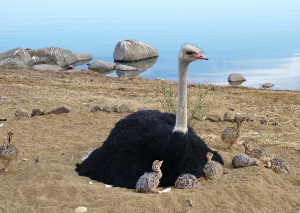 An ostrich is sitting on the sandy ground surrounded by several chicks near a calm lake, 2K Desktop Wallpaper