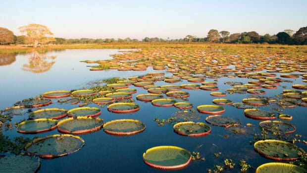The Pantanal Matogrossense shows lush water lilies on calm waters at sunset, HD Desktop Wallpaper