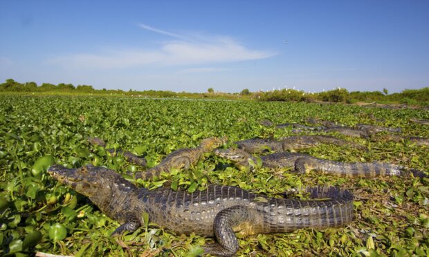 A group of alligators resting on lush green plants in the Pantanal Matogrossense wetlands, 2K Desktop Wallpaper
