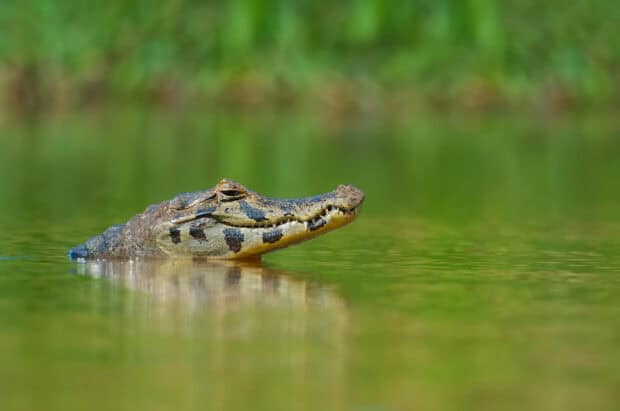 A crocodile is partially submerged in green water at Pantanal Matogrossense, HD Desktop Wallpaper