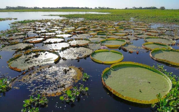 Large green lily pads floating on water in the Pantanal Matogrossense wetlands, HD Desktop Wallpaper