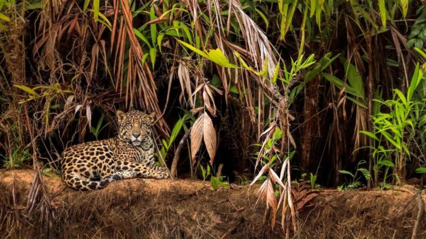 A jaguar rests on the riverbank surrounded by dense Pantanal Matogrossense foliage, HD Desktop Wallpaper