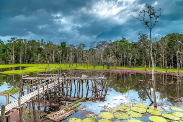 A wooden walkway extends over reflective water with lush greenery and trees in Pantanal Matogrossense, 2K Desktop Wallpaper