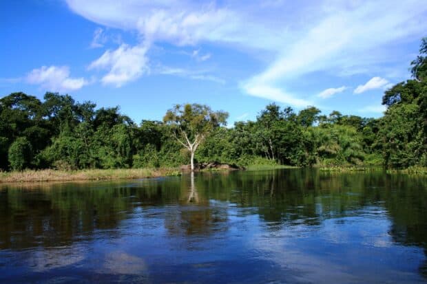 A calm river flows beside dense green trees under a blue sky in a Pantanal Matogrossense, 2K Desktop Wallpaper