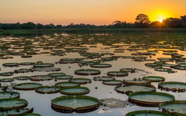 The Pantanal Matogrossense shows giant water lilies during sunset over calm waters, HD Desktop Wallpaper