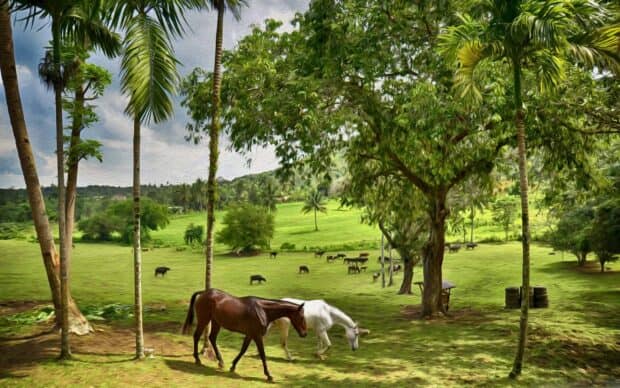 Two horses grazing under trees in a farm with cattle in the distance, 2K Desktop Wallpaper