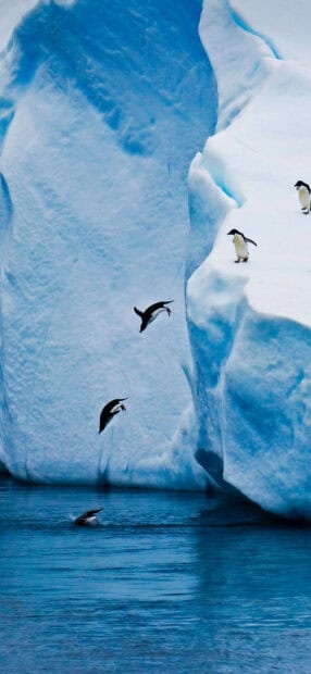 Penguins are diving into the cold ocean beside a large glacier, HD Phone Wallpaper