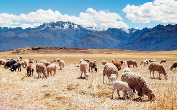A herd of sheep grazes on dry grassland with snow capped mountains under a blue sky in Peru, 2K Desktop Wallpaper