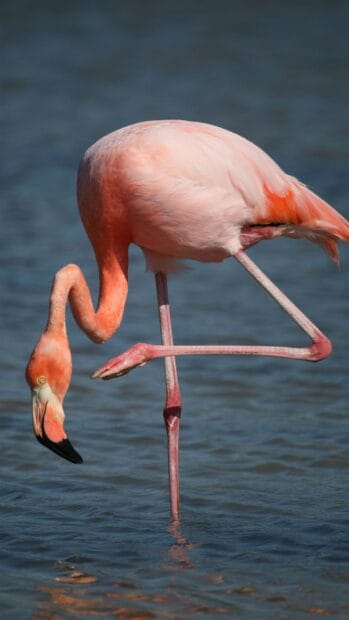A pink flamingo is standing on one leg in shallow water on the Galapagos Islands, HD Mobile Wallpaper