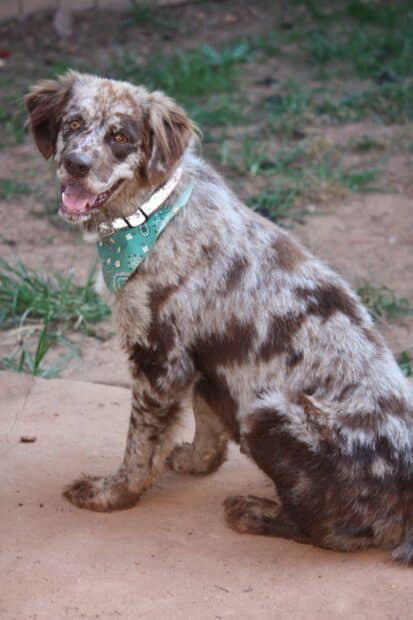 A friendly Aussiedor dog wearing a green bandana sits on the ground outside, 2K Mobile Wallpaper