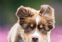 A playful Aussiedor puppy running outdoors with pink flowers in the background, 4K Phone Wallpaper
