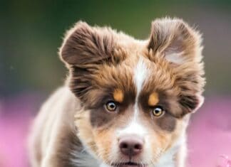 A playful Aussiedor puppy running outdoors with pink flowers in the background, 4K Phone Wallpaper