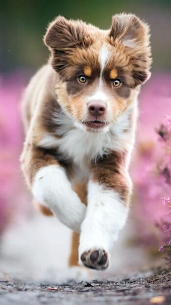 A playful Aussiedor puppy running outdoors with pink flowers in the background, 4K Phone Wallpaper