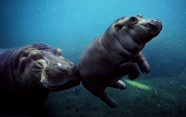 Two hippopotamus swim and interact peacefully underwater in their natural habitat, HD Desktop Wallpaper