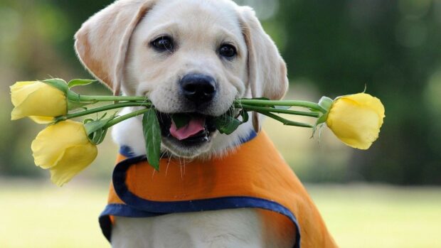 A Labrador holding yellow roses in its mouth while wearing an orange coat, HD Desktop Wallpaper